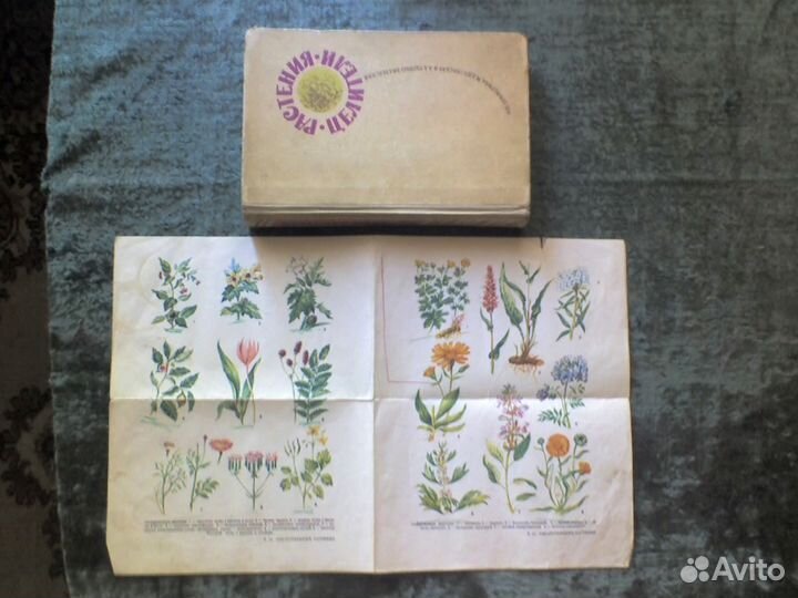 Растения целители