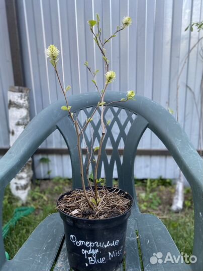 Фотергилла 