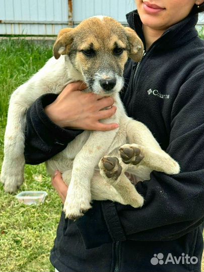 Отдам бесплатно щенки