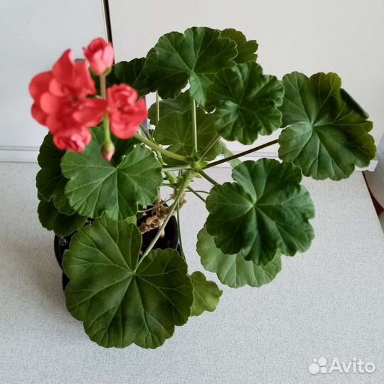 Пеларгония герань