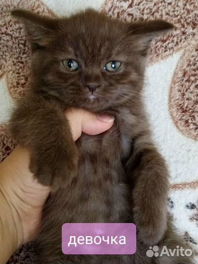 Шотладские котята