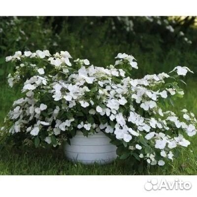 Гортензия ампельная Сбежавшая Невеста