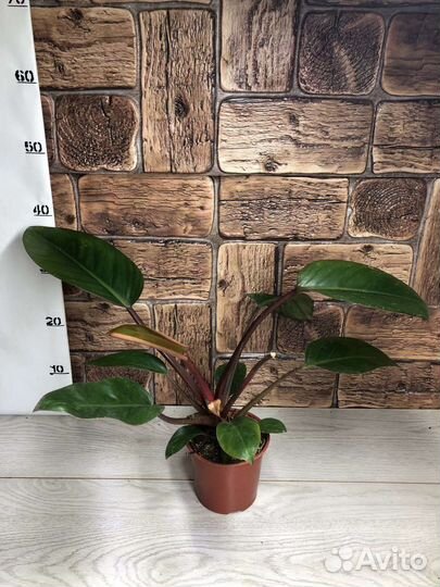 Филодендрон Рохо Конго