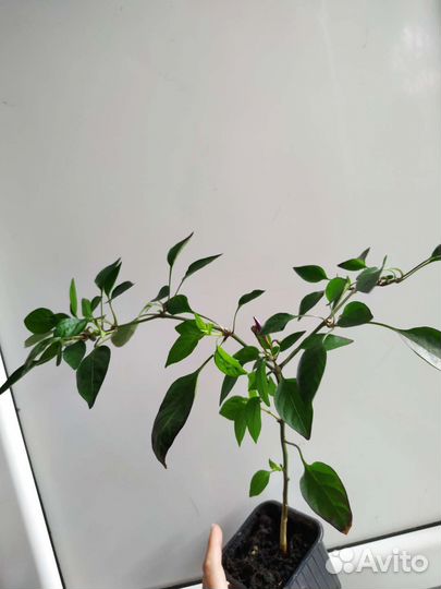 Острый перчик цветущий: Шары, Алладин, Кармен