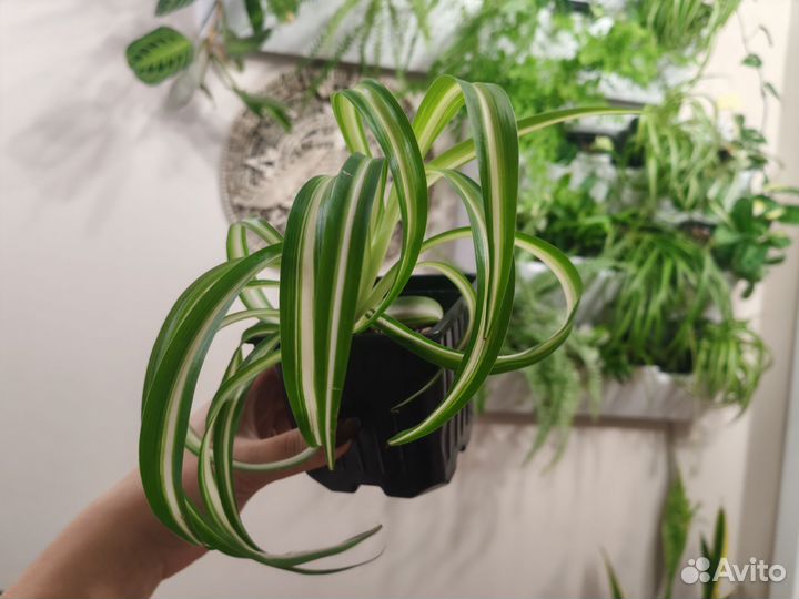 Хлорофитум бонни / хлорофитум кудрявый