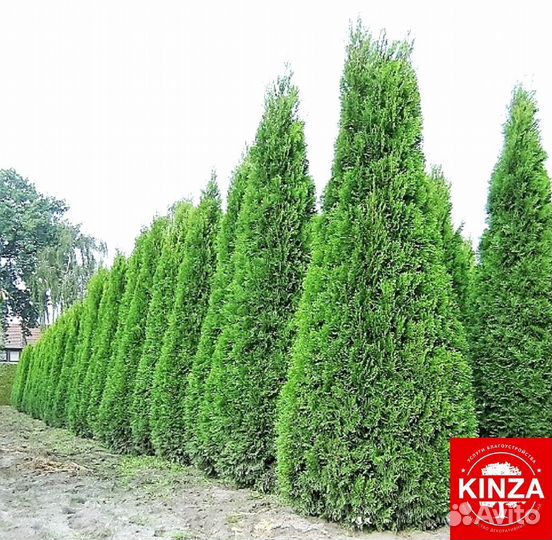Туя смарагд 1,64 м