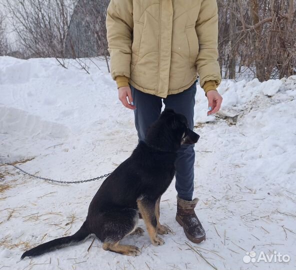 Собака в добрые руки