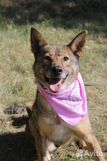 Приютская собака хочет обрести семью