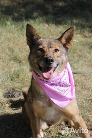 Приютская собака хочет обрести семью