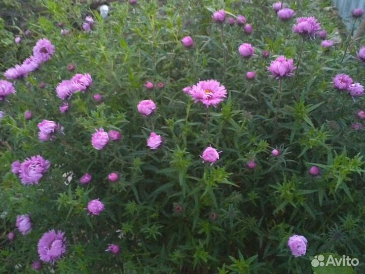 Многолетние астра и хризантема