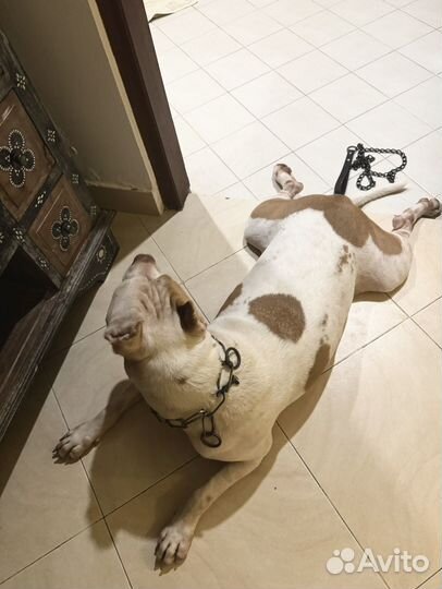 Зооняня передержка животных догситтер