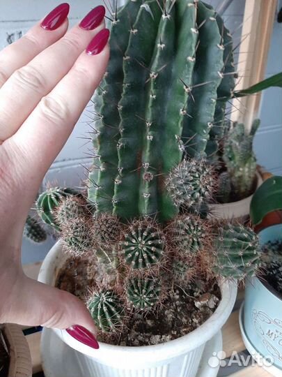 Большой кактус