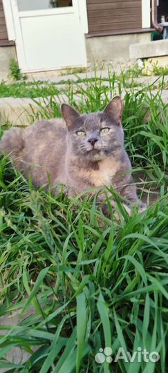 Кошка в добрые руки