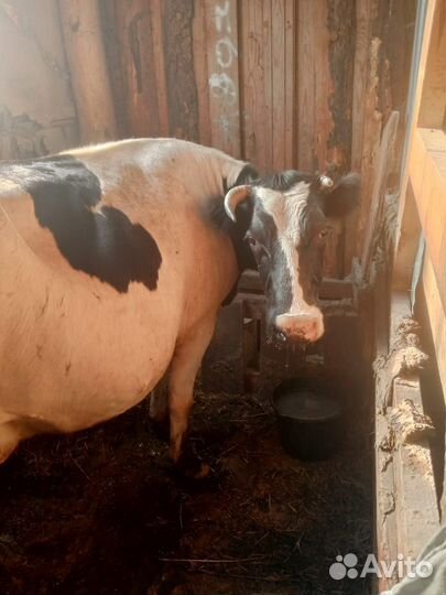 Корова дойная