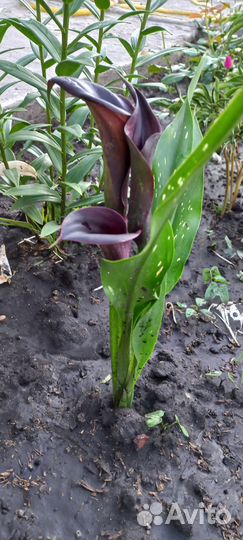 Луковицы каллы