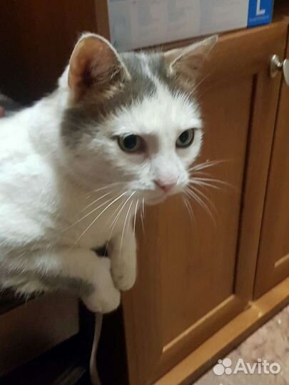 Кот-сирота мальчик в дар привит кастрирован