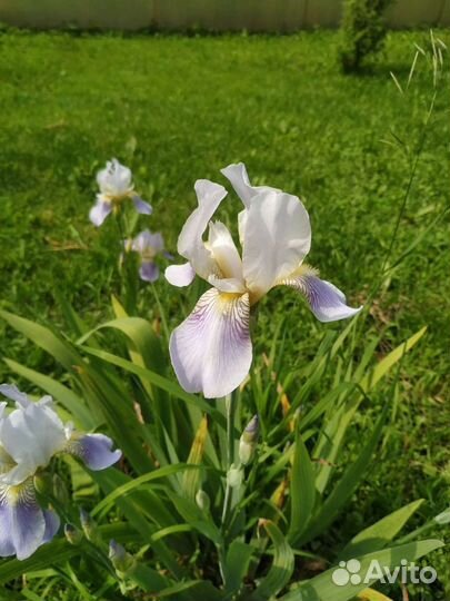 Ирисы двух видов