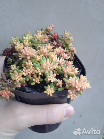 Sedum набор