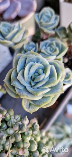 Эхеверия Лавли Роуз