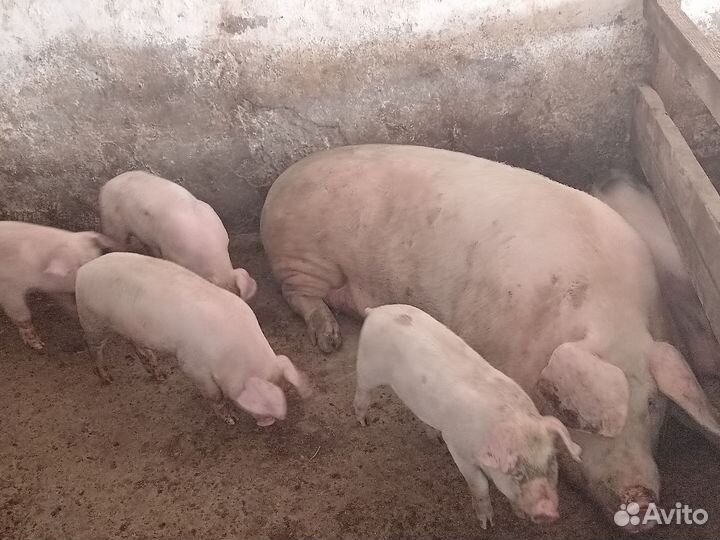 Поросята