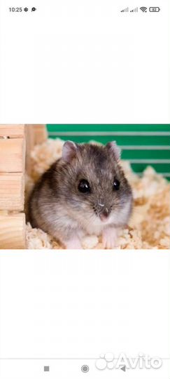 Джунгарский хомяк