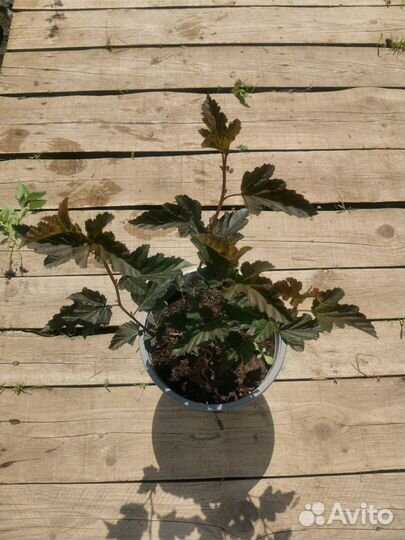 Пузыреплодник Ред Барон С5 40-60см