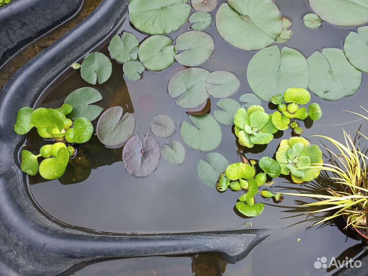 Водные растения для пруда