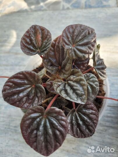 Пеперомия Шми рэд и Мендоза