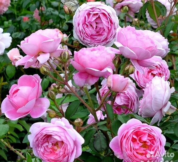 Розы все корнесобственные английские,10 сортов