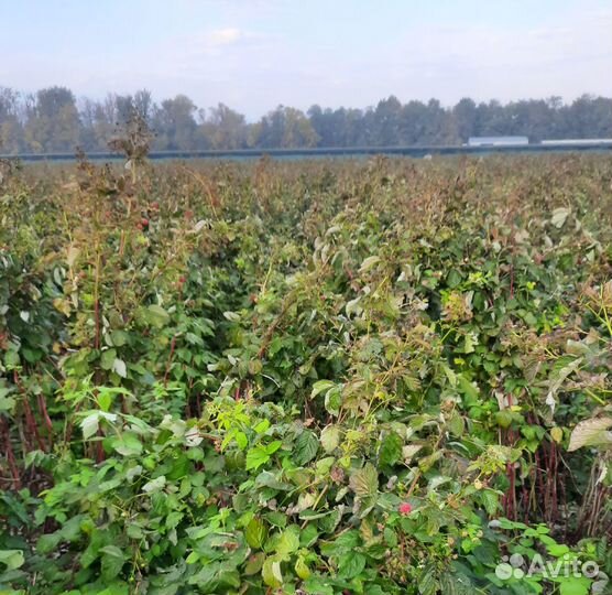 Саженцы малины Маравиллы Маргариты и Энросадиры