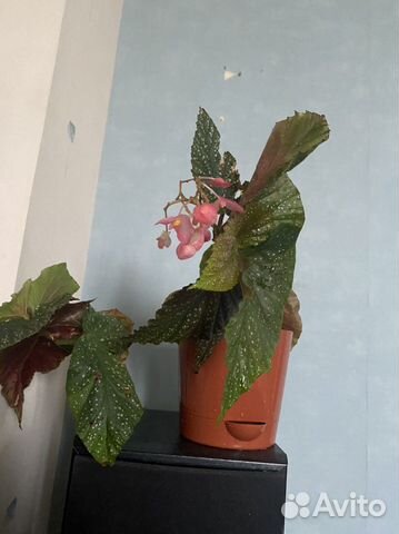 Домашние растения. Бегония крупнолистная купить в Санкт-Петербурге ...
