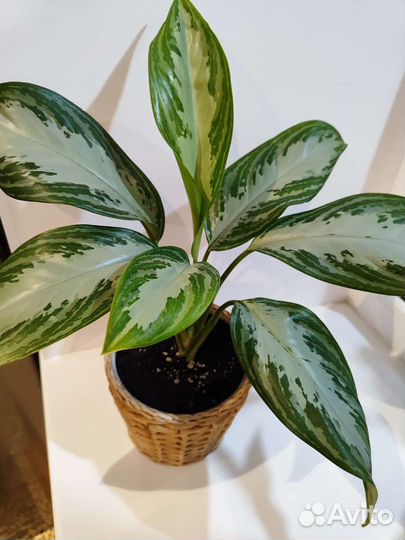 Аглоэнема Сильвер бей в горшке Икеа