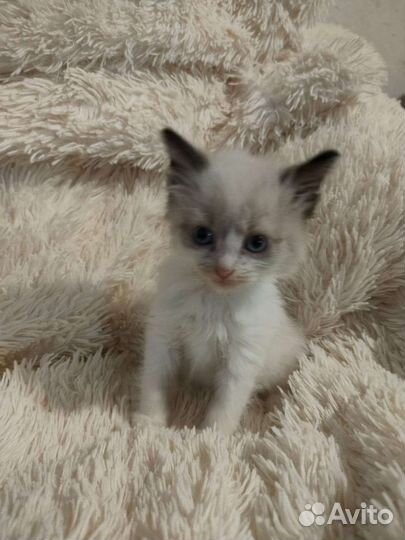 Котята в добрые руки бесплатно