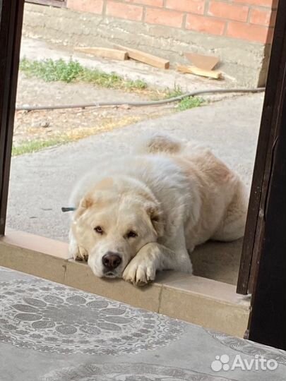 Вязка алабай