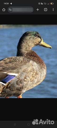 Молодой селезень