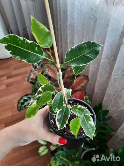 Фикус Бенджамина Твилайт