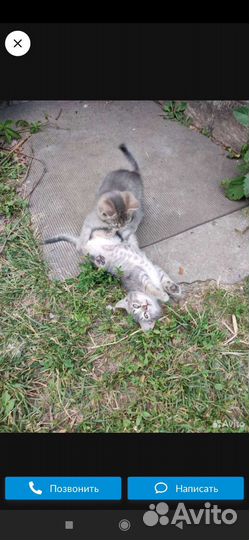 Кошки в добрые руки