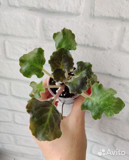 Фиалка детки