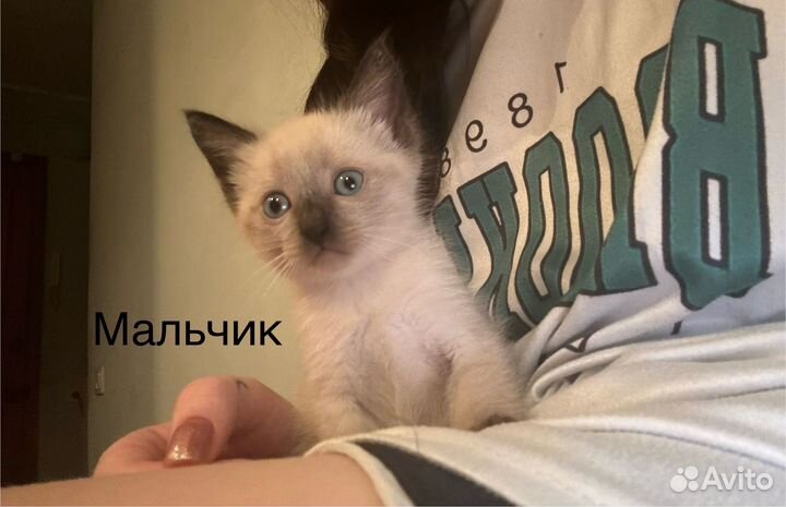 Отдам в добрые руки котят