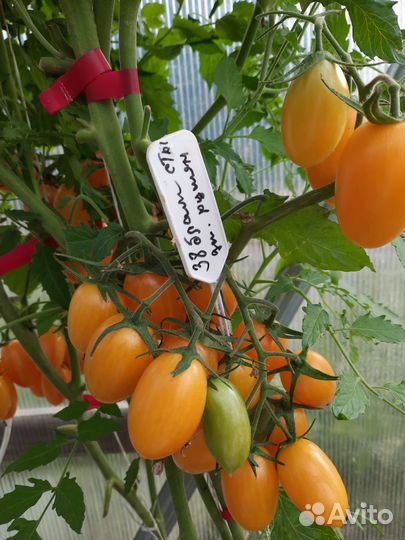 Семена коллекционных томатов