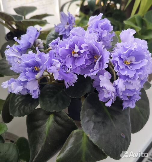 Фиалки сортовые