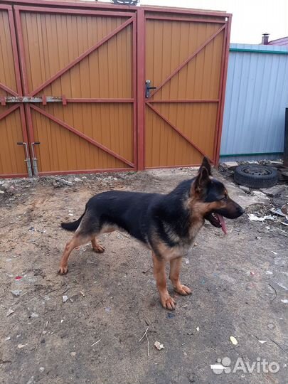 Немецкая овчарка вязка