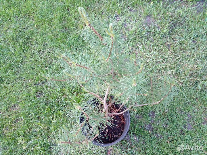 Саженцы плодовых и декоративных деревьев