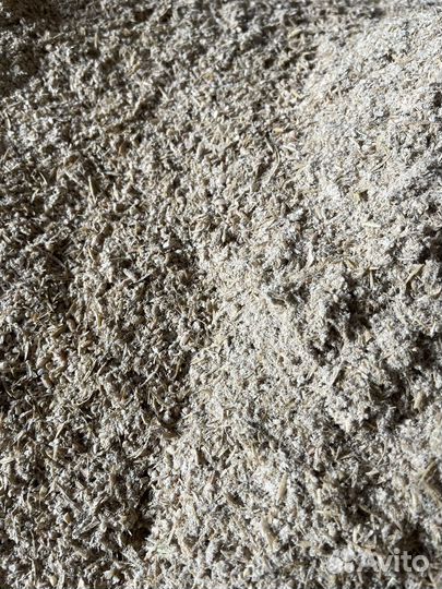 Зерно овес пшеница