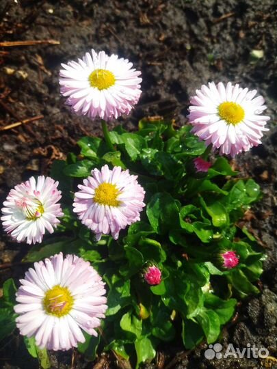 Маргаритки