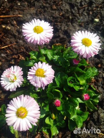 Маргаритки