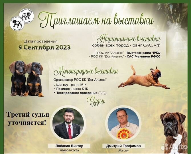 Выставка,собаки,все классы-Зеленоград 9,09, 2023