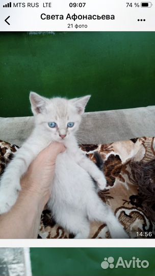 Котята в добрые руки