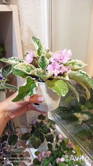 Фиалка Fredett's Risen Star