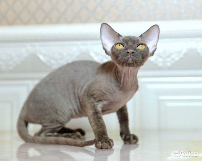 Кошечка девон рекс